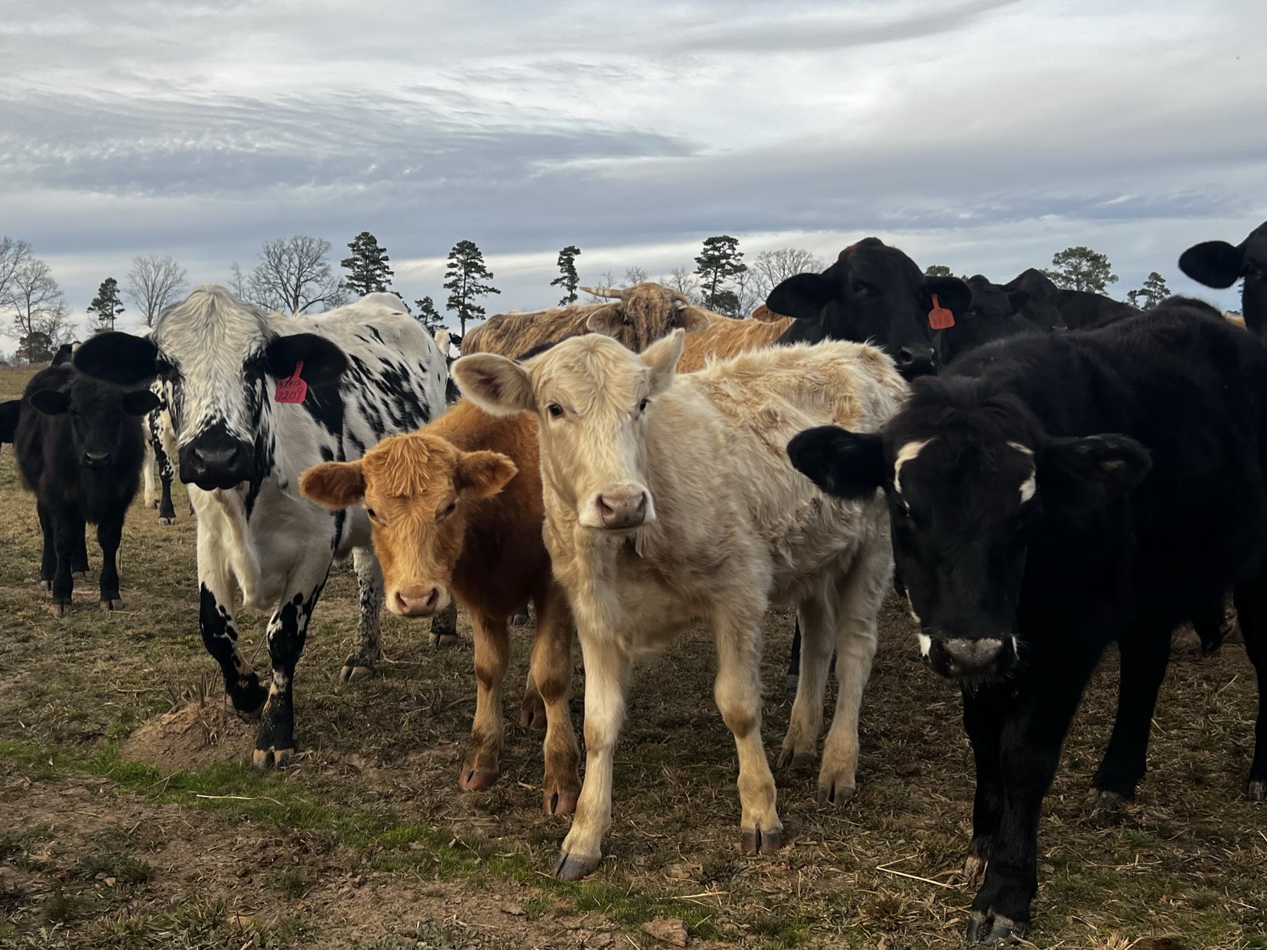Mixed stocker calves looking at the camera in a Whitley Farms pasture