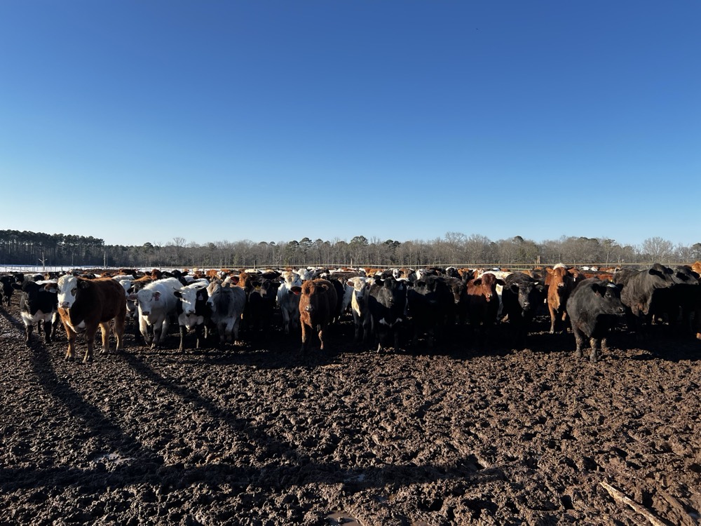Large group of cattle at the feed yard on a clear winter morning