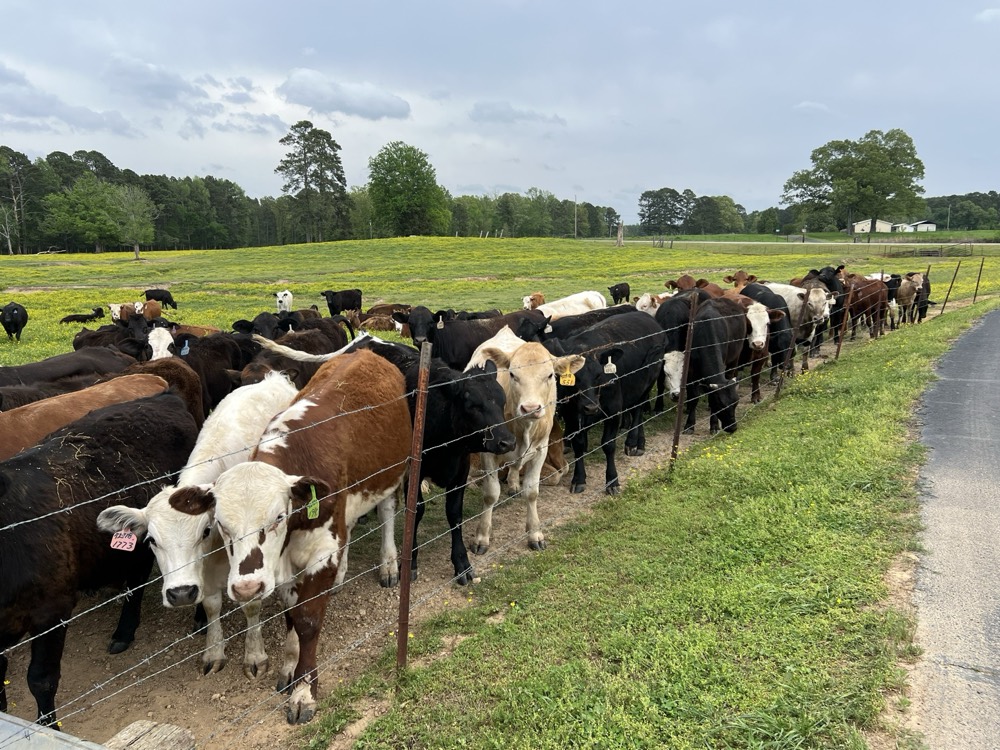 Whitley Farms cattle lined up along a green fence line in spring