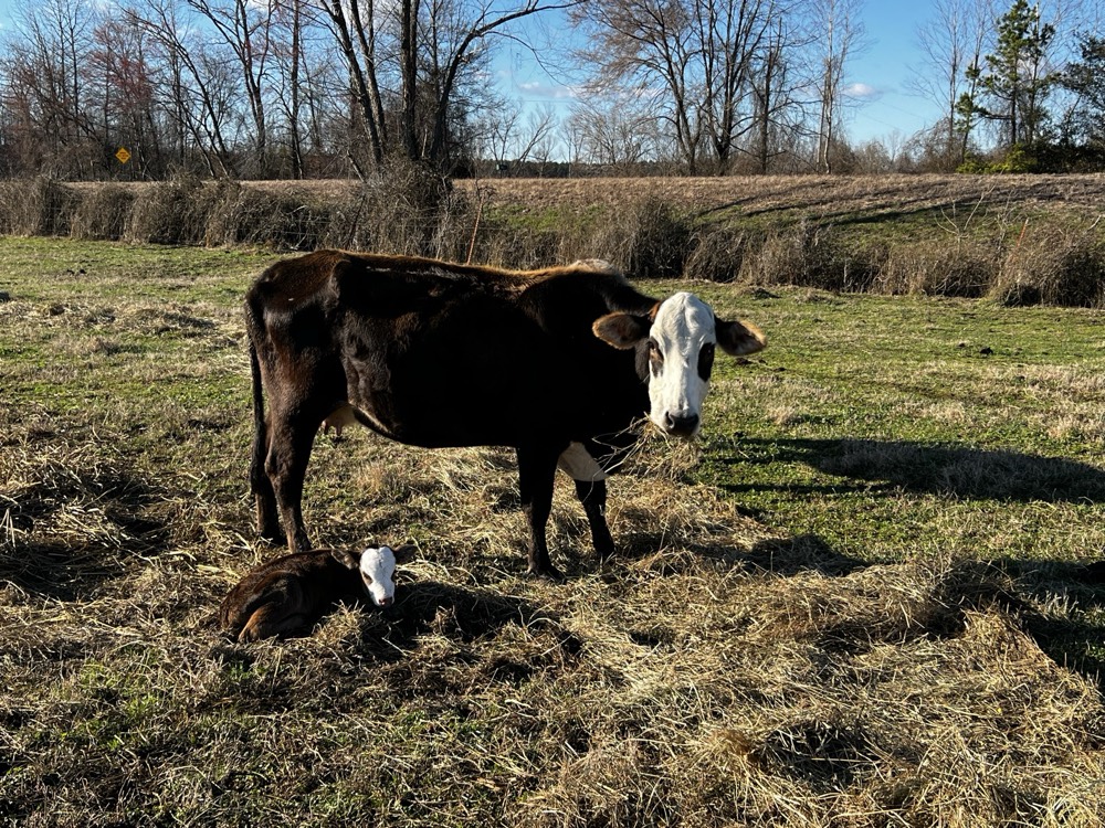 Mama cow standing over her newborn calf in the pasture