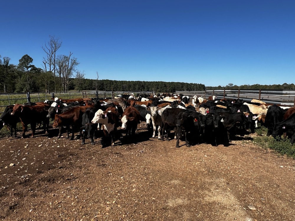 Pen of mixed stocker calves under a clear blue sky