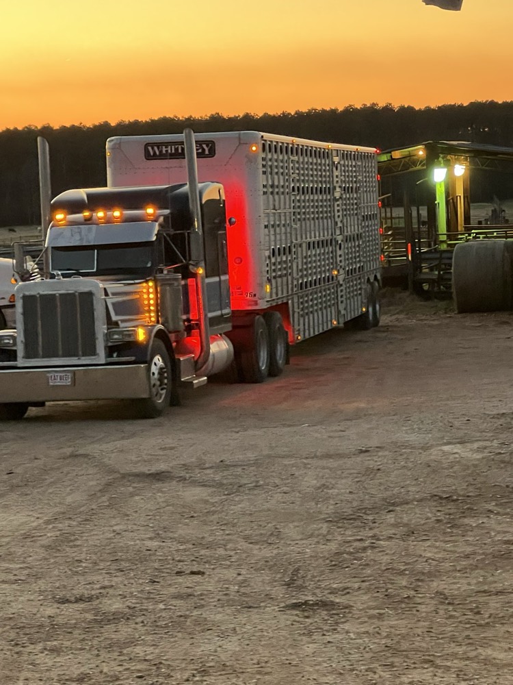 Whitley cattle trailer being loaded at sunset