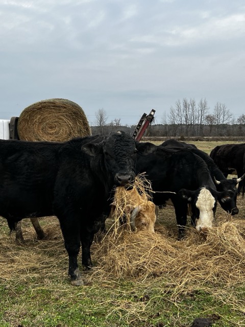 Cattle around a round bale of hay