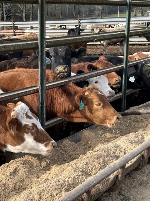 Calves eating at the feed bunk