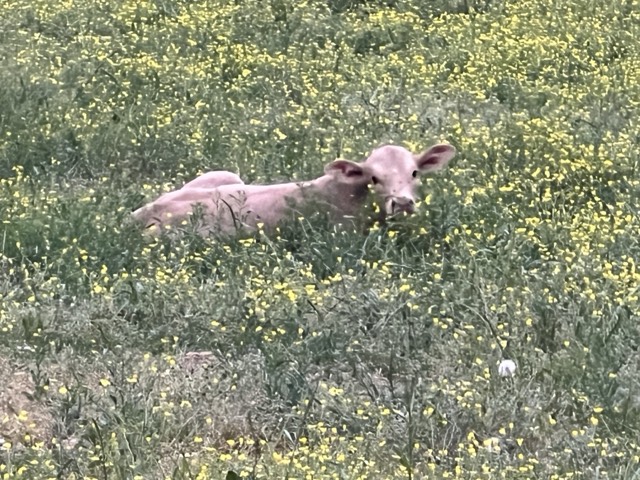 Young calf resting in a field of yellow wildflowers