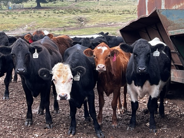 Curious stocker calves gathered by the feed trailer