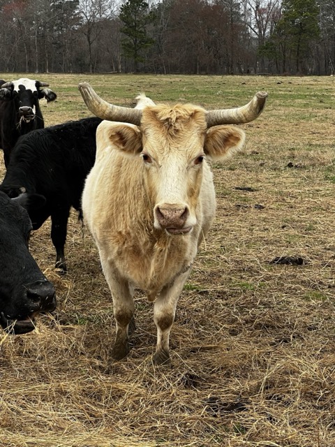 Horned cow grazing winter pasture