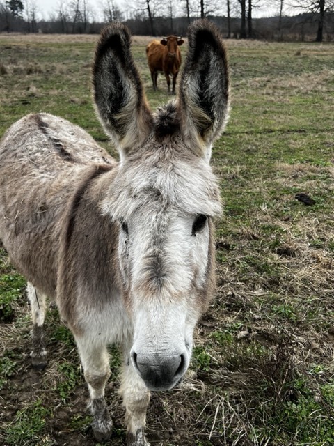 The farm donkey keeping watch over the herd