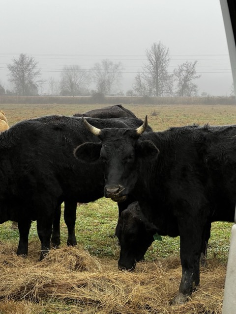Cattle grazing on a foggy morning